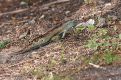 Ameiva tobagana