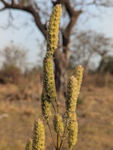 black sesame (Cantinoa americana)