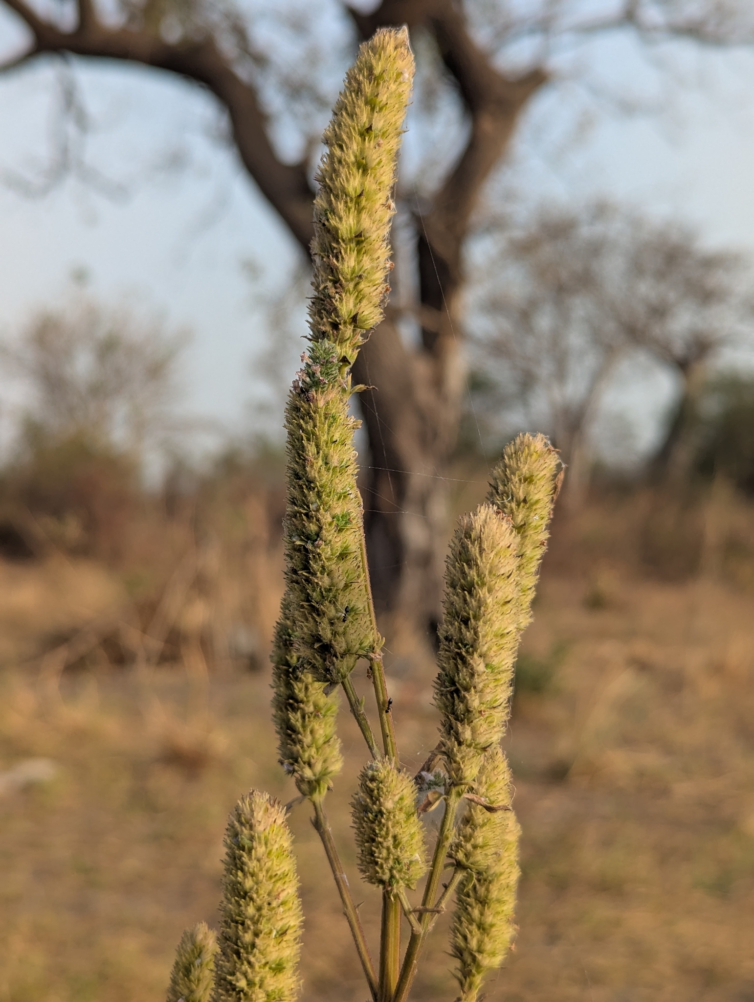 Black Sesame (Cantinoa americana)