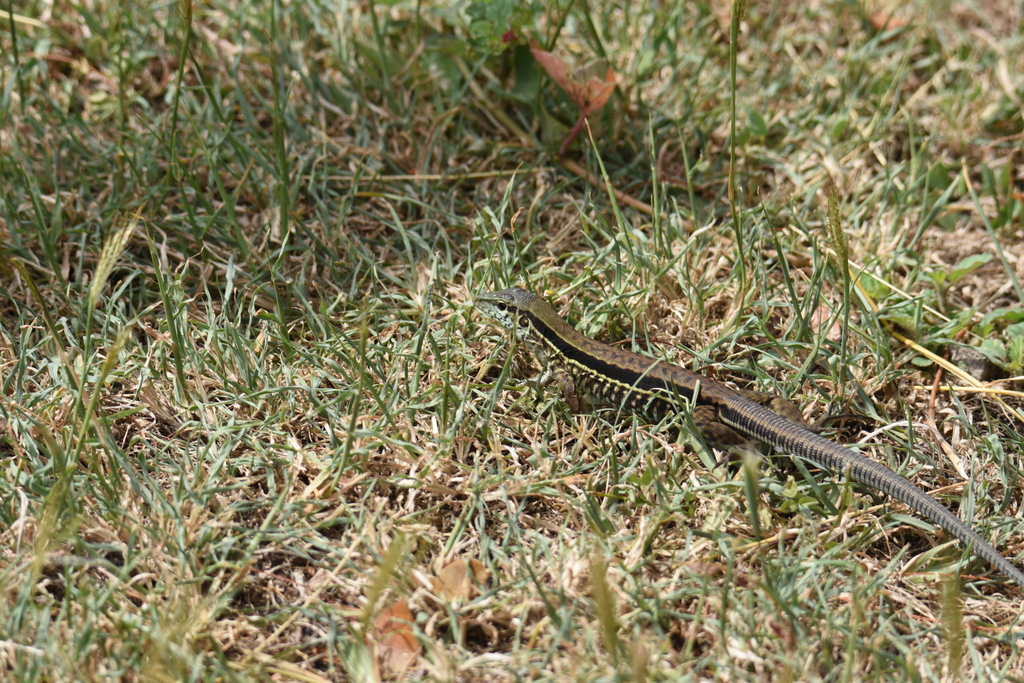 Antillean Ameiva