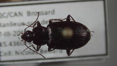 Agonum fidele