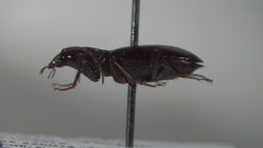 Agonum fidele