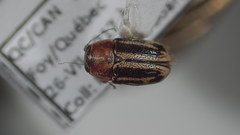 Pachybrachis bivittatus