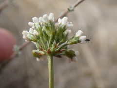 Lichtensteinia obscura