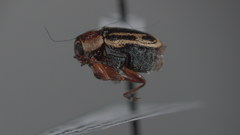 Pachybrachis bivittatus