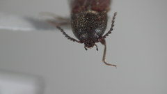 Ampedus mixtus