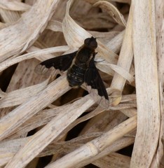 Hemipenthes morioides