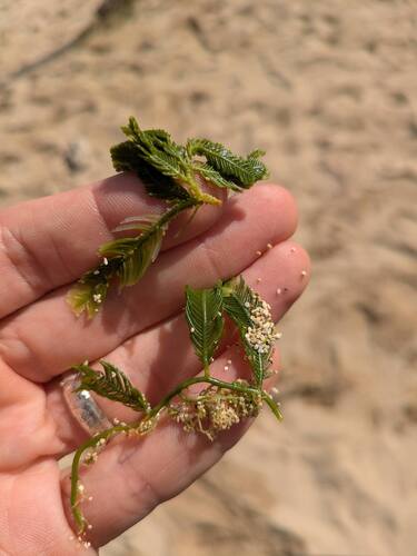 Caulerpa sertularioides observed 2026-01-14