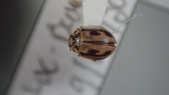 Mulsantina hudsonica
