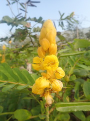Senna alata