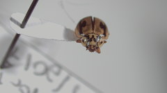 Mulsantina hudsonica