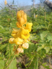 Senna alata