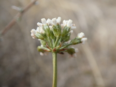 Lichtensteinia obscura