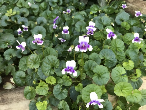 Viola banksii