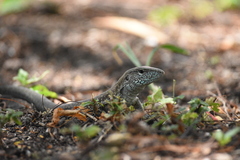 Ameiva tobagana