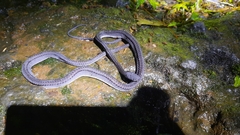 Xenodermus javanicus