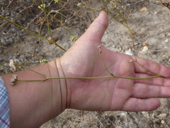 Lichtensteinia obscura