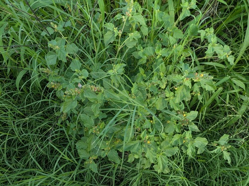 Malvastrum americanum, 2026-01-19