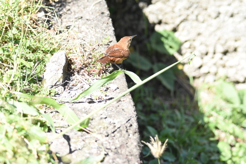 Grenada Wren (Troglodytes grenadensis), photo 3