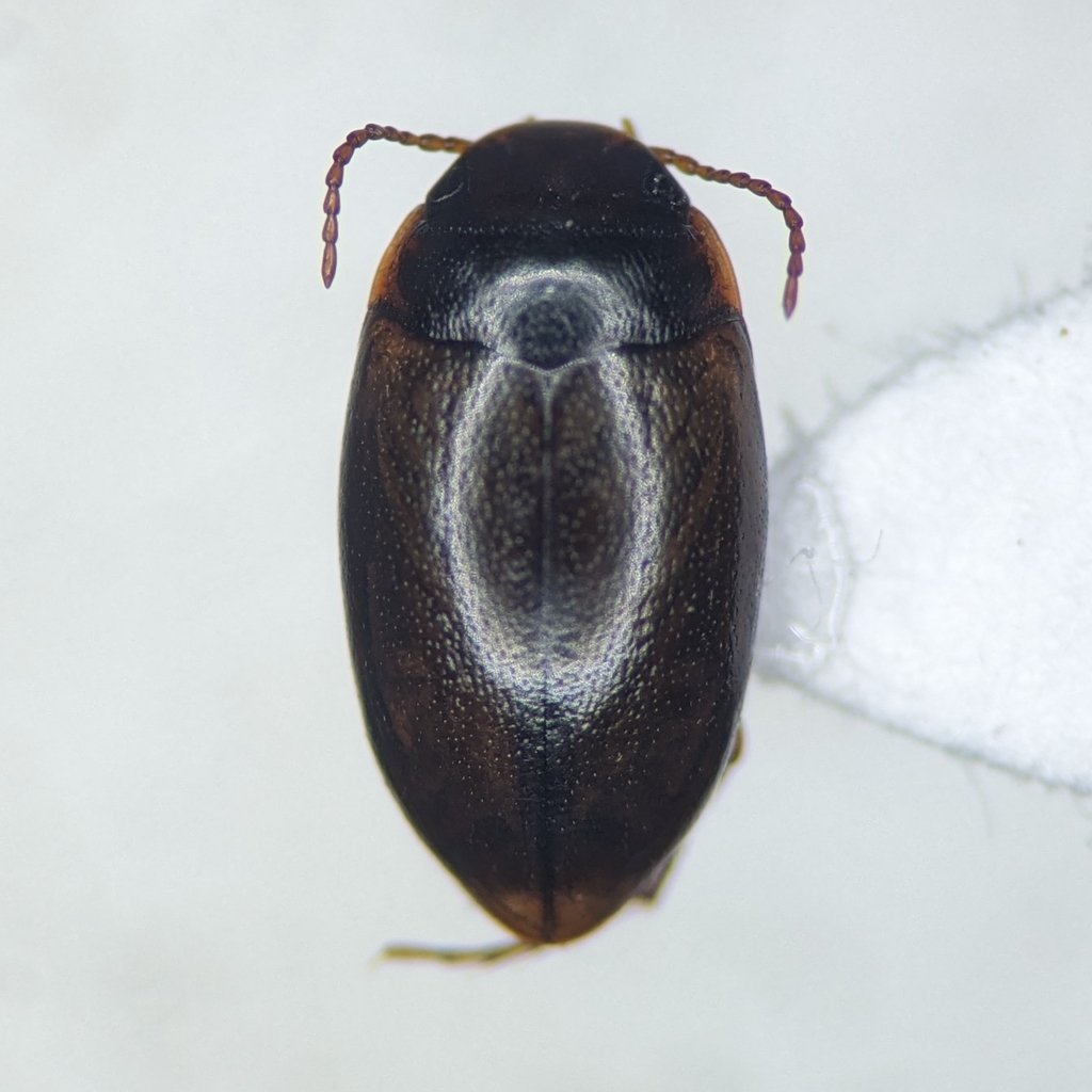 Sanfilippodytes pacificus