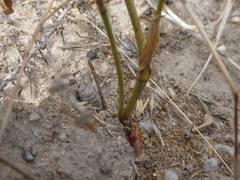 Lichtensteinia obscura