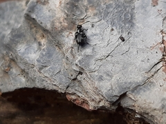 Microhoria
