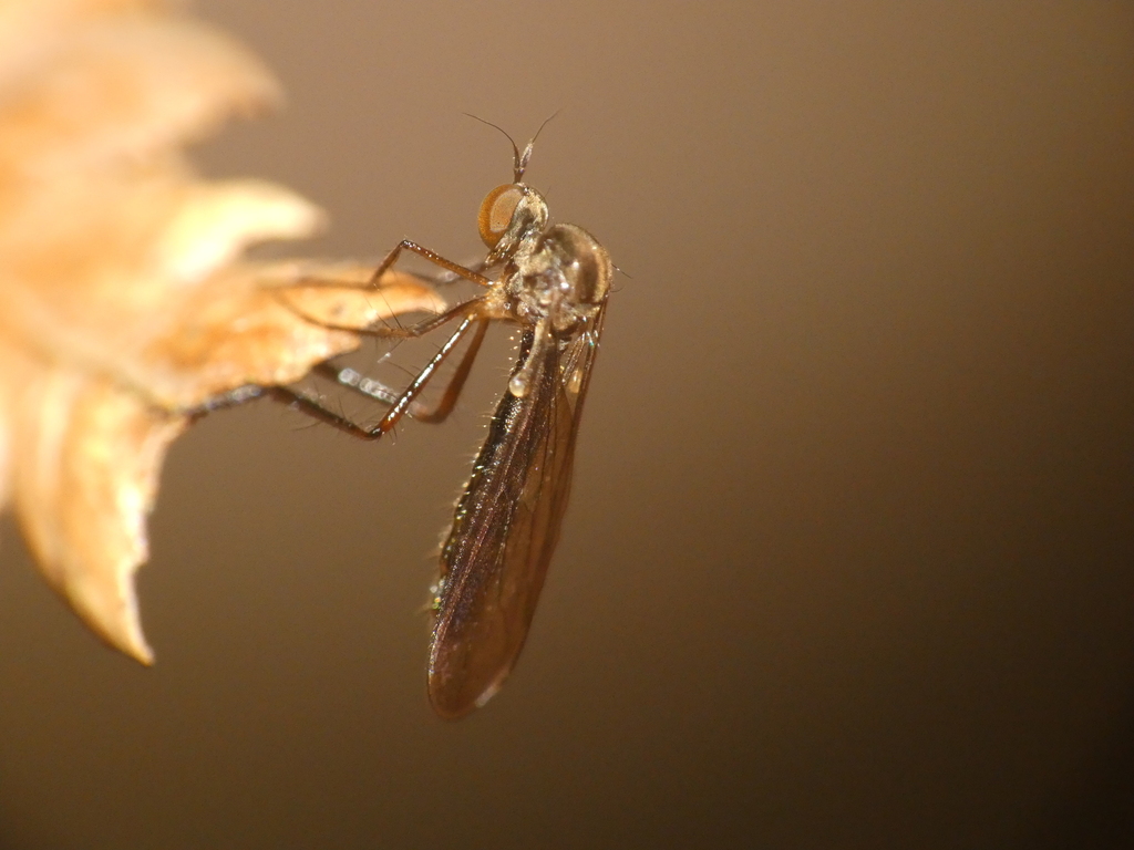 Chvalaea from Balook VIC 3971, Australia on February 02, 2026 at 09:31 ...