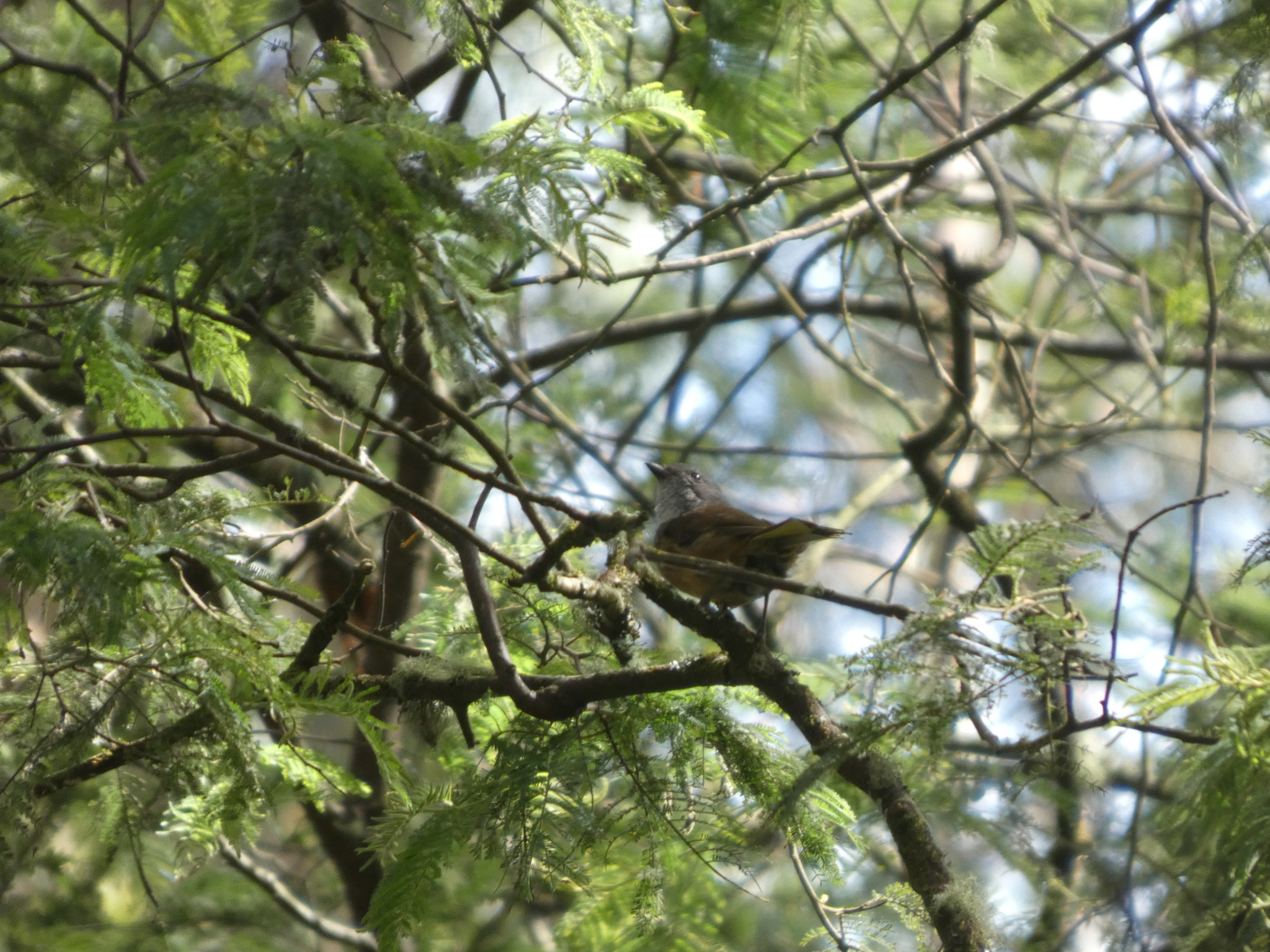 Olive Whistler (Pachycephala olivacea), photo 3