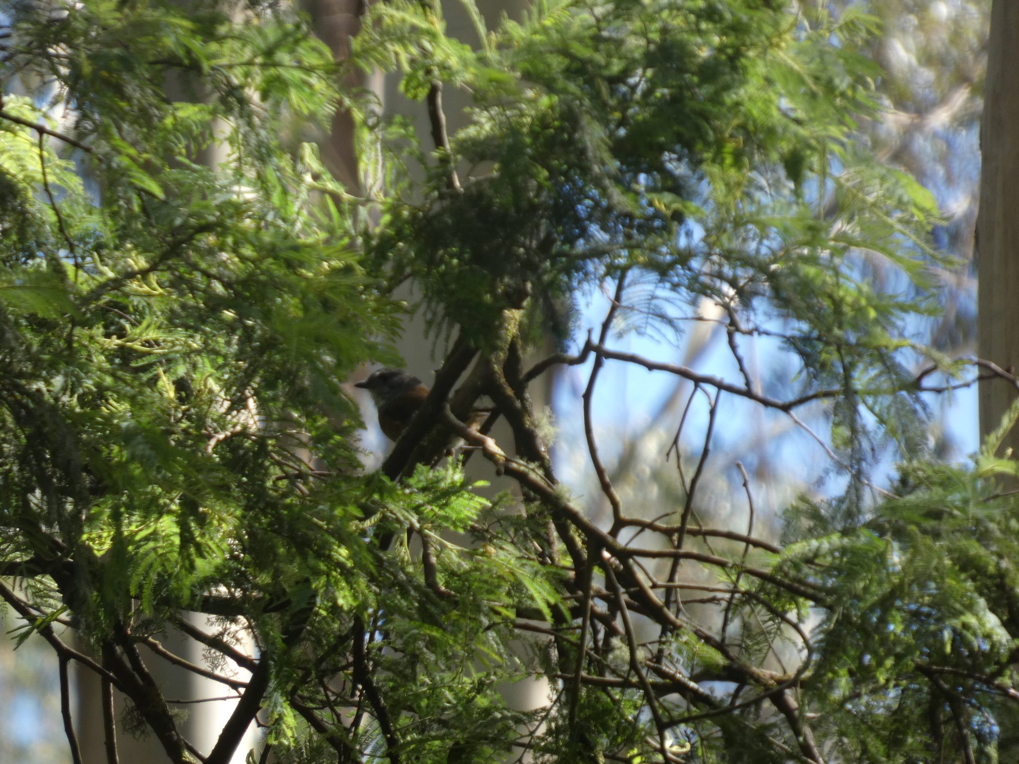 Olive Whistler (Pachycephala olivacea), photo 4