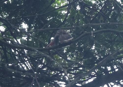 Red-billed Dwarf Hornbill