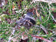 Brachyderes lusitanicus
