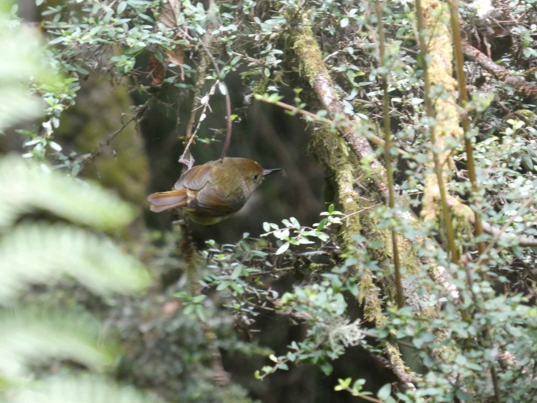 Large-billed Scrubwren (Sericornis magnirostra), photo 3