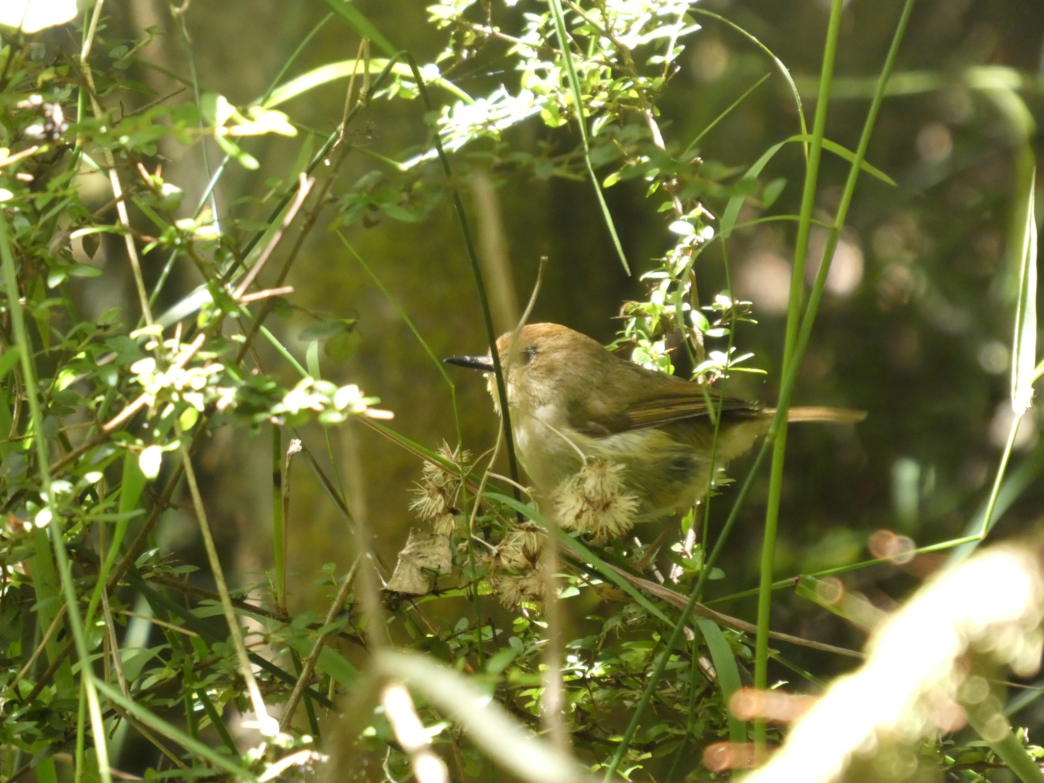 Large-billed Scrubwren (Sericornis magnirostra), photo 4