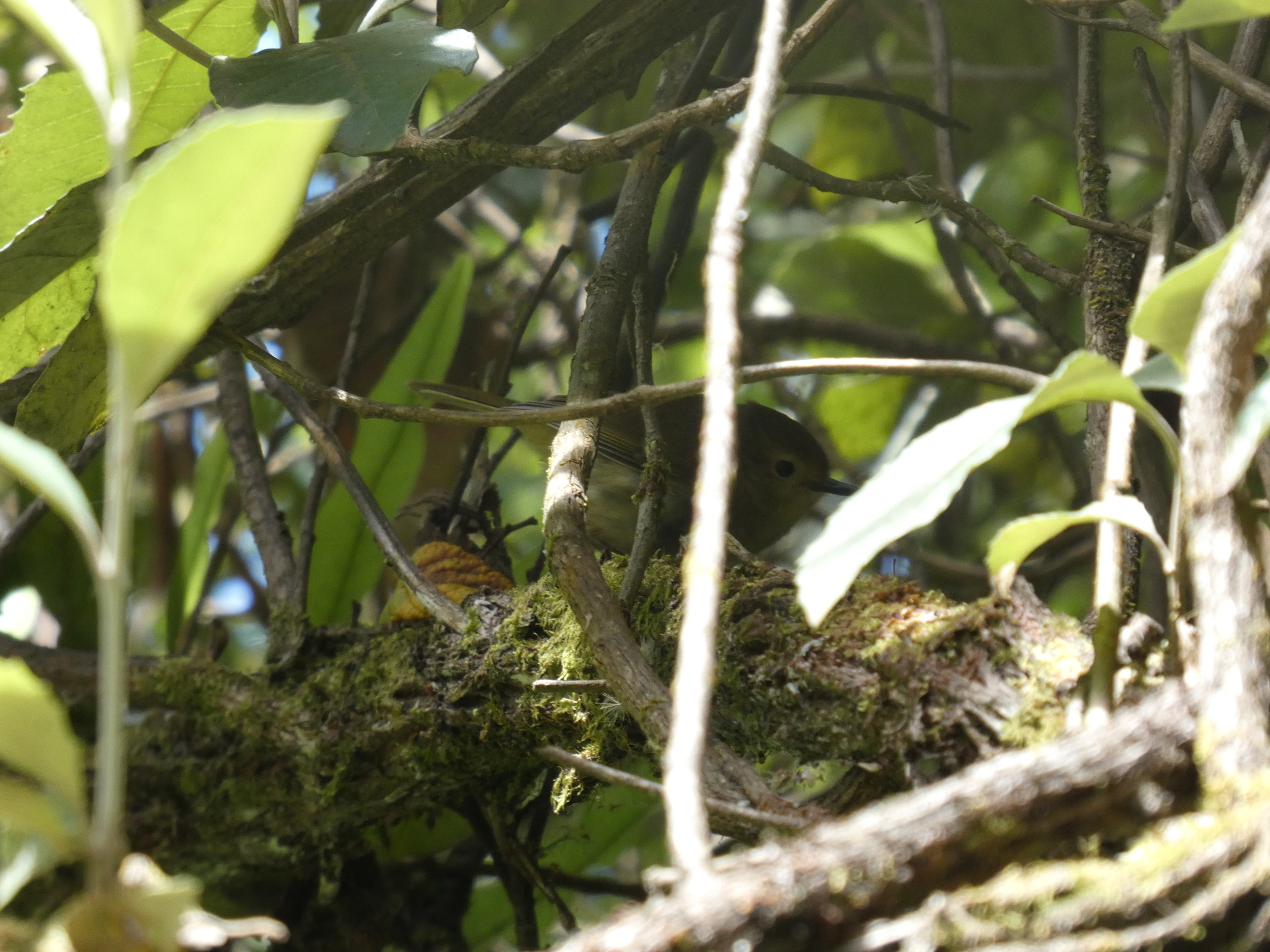 Large-billed Scrubwren (Sericornis magnirostra), photo 5