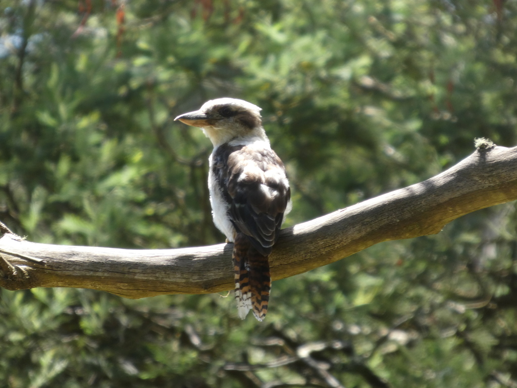 Laughing Kookaburra from Balook VIC 3971, Australia on February 2, 2026 ...