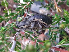 Brachyderes lusitanicus