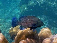 Cephalopholis formosa