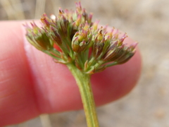 Lichtensteinia obscura