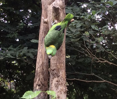 Amazona auropalliata