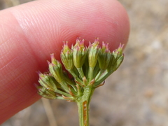 Lichtensteinia obscura