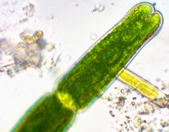 Tetmemorus brebissonii