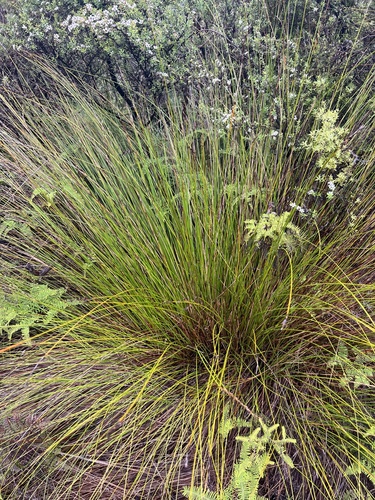 fountain sedge (Lepidosperma neozelandicum)