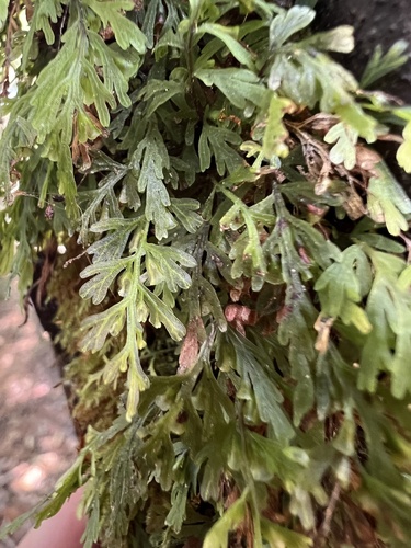 jungle bristle-fern (Abrodictyum caudatum)