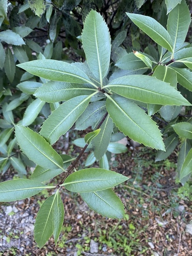 Pittosporum dallii observed 2026-02-01