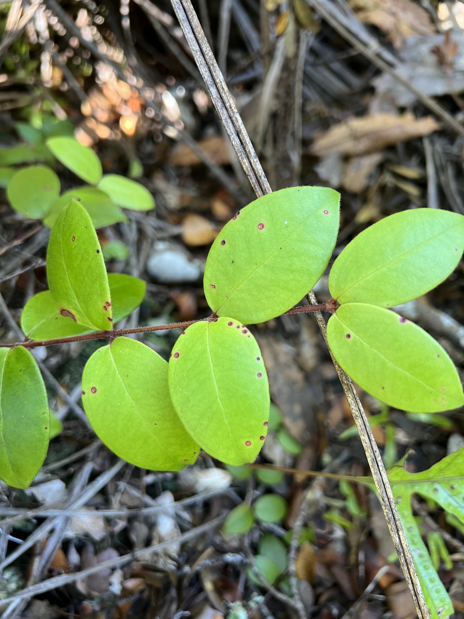 White Flowering Rātā (Metrosideros albiflora)