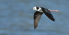 White-Headed Stilt photo 2