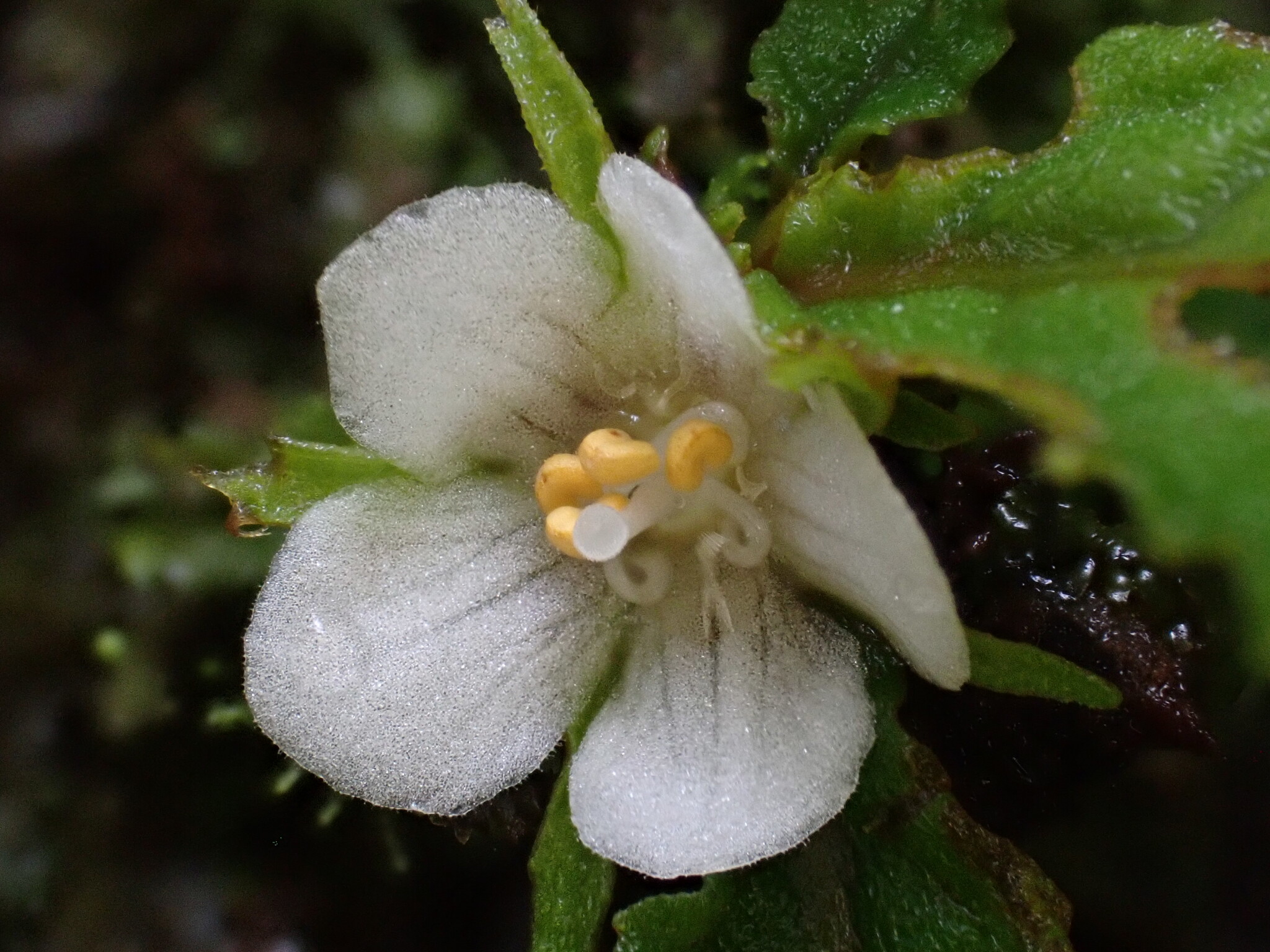 Rhynchotechum brevipedunculatum