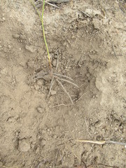 Lichtensteinia obscura