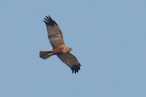Western Marsh Harrier