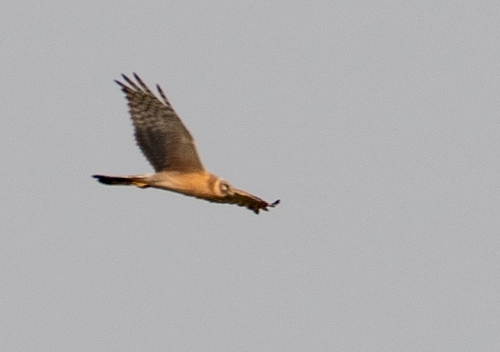 Pallid Harrier